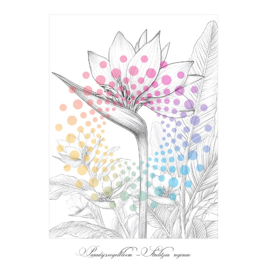 Botanische voordeelset met twee kleurboeken voor Volwassenen vol planten en bloemen