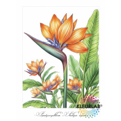 2 Kleurboeken vol Natuurpracht | Botanische Voordeelset 2 Kleurboeken vol Natuurpracht | Botanische Voordeelset
