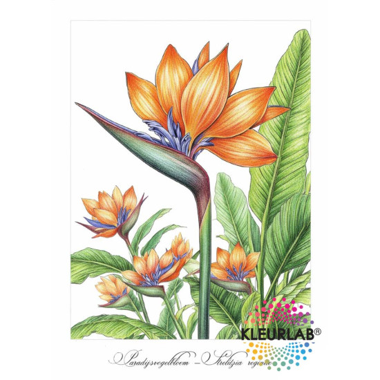 Botanische voordeelset met twee kleurboeken voor Volwassenen vol planten en bloemen