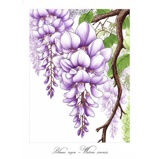 Kleurboek voor volwassenen met herkenbare bloemsoorten uit de collectie van Kleurlab®