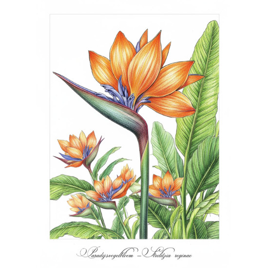 Kleurboek voor volwassenen met herkenbare bloemsoorten uit de collectie van Kleurlab®