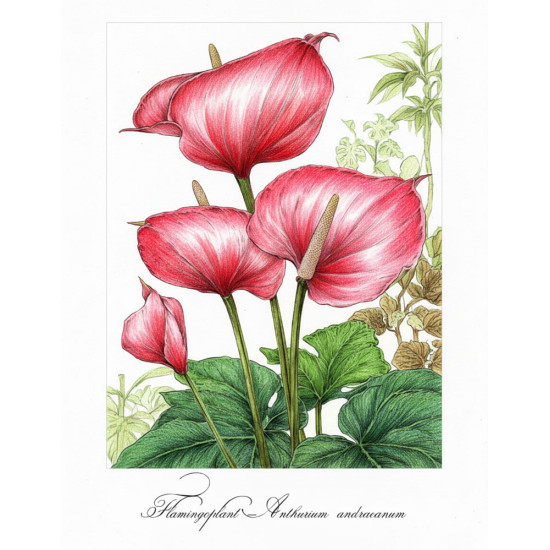 Kleurboek voor volwassenen met herkenbare inheemse en uitheemse planten uit de collectie van Kleurlab®