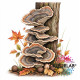 Herfst Momenten | Kleurboek voor Volwassenen