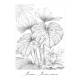 Bekijk de Bloemen Voordeelset met Bloemen Wereld en Bloemen & Vogels Voordeelset met twee bloemrijke kleurboeken voor Volwassenen uit de collectie van Kleurlab®